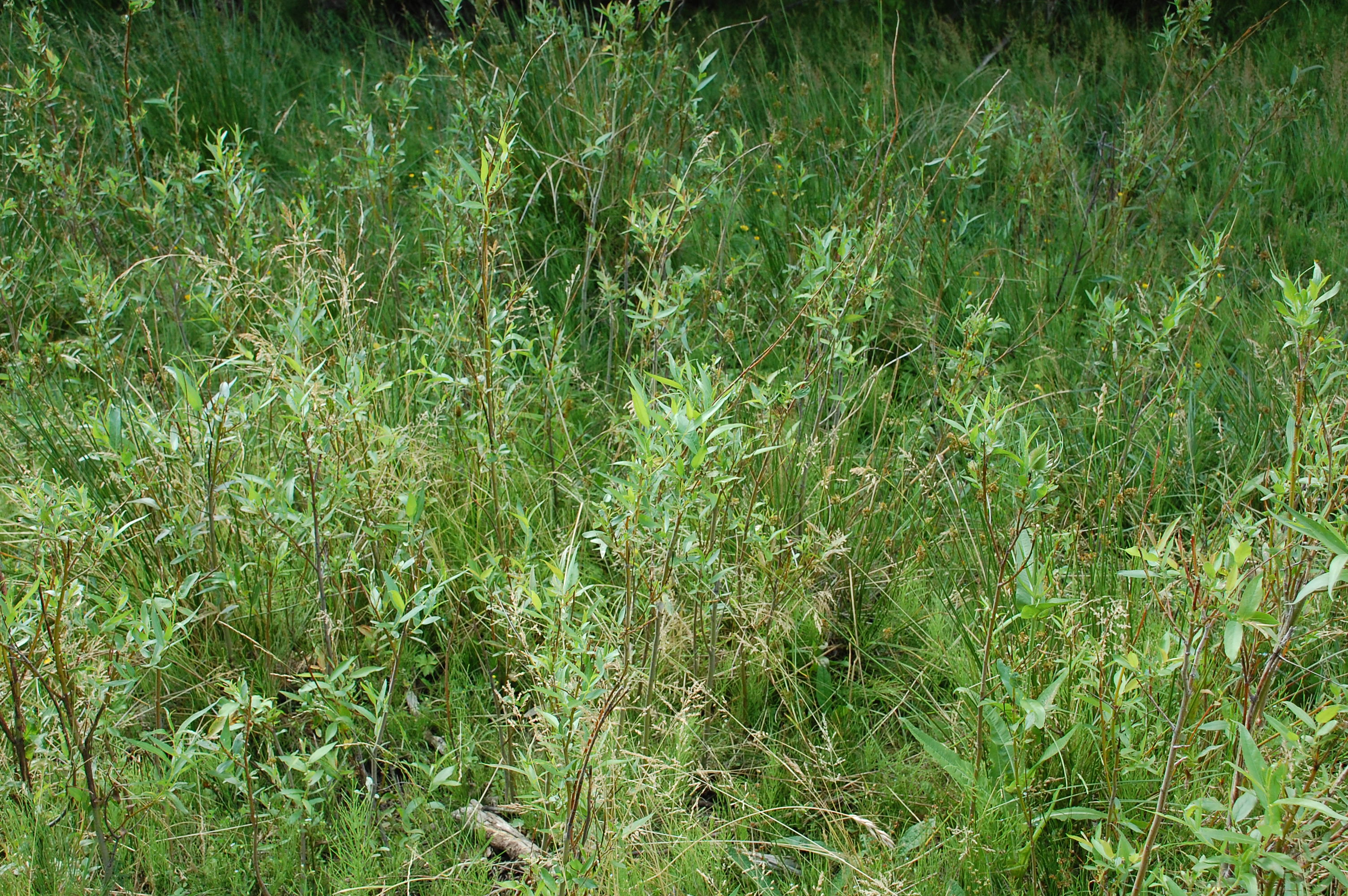 Willow recovery on gravel bar